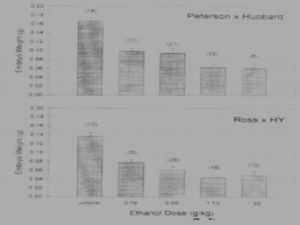 The effect of ethanol on poultry 