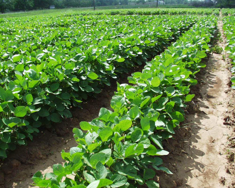Agricultural raw materials